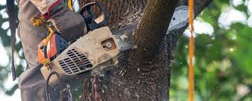 How Our Tree Care Process Works  in  Taft, TX