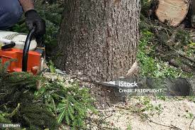 Taft, TX Tree Services Company